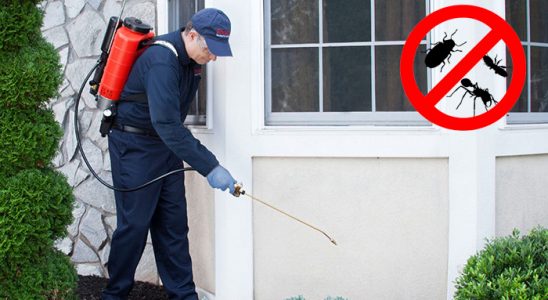 Keşap Uçan Haşere İlaçlama böcek ilaçlama ve haşere kontrolü — ilaclama-tr.com